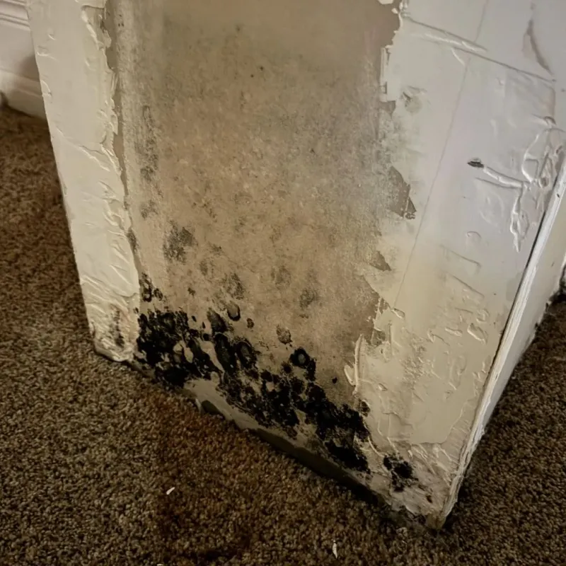 Professional Mold Removal in Brandon, MS